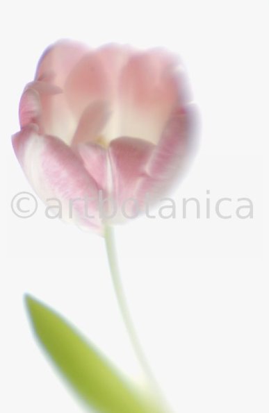 Tulpe-rosa-Tulpia-12