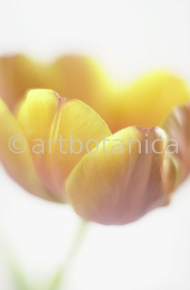 Tulpe-orange-Tulpia-18