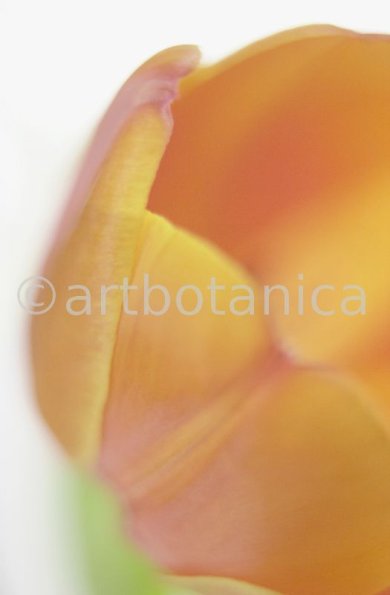 Tulpe-orange-Tulpia-20