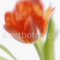Tulpe-orange-Tulpia-6