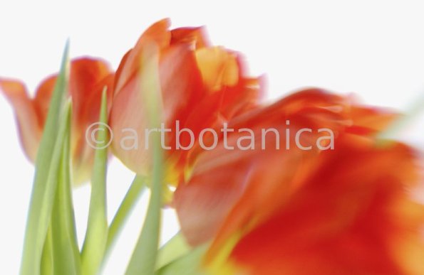 Tulpe-orange-Tulpia-3