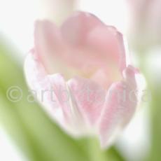 Tulpe-rosa-Tulpia-17