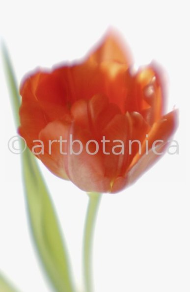 Tulpe-orange-Tulpia-5