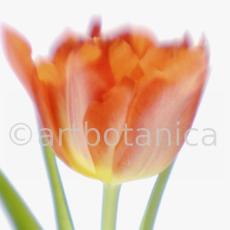 Tulpe-orange-Tulpia-8
