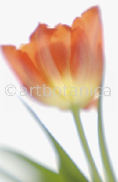 Tulpe-orange-Tulpia-9