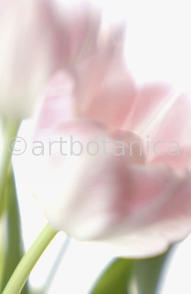 Tulpe-rosa-Tulpia-20