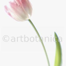 Tulpe-rosa-Tulpia-3