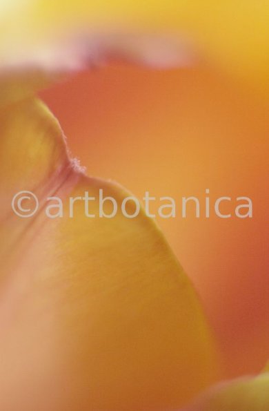 Tulpe-orange-Tulpia-22
