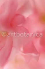 Zierkirsche-Prunus-serrulata-8