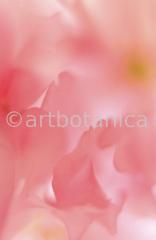 Zierkirsche-Prunus-serrulata-3