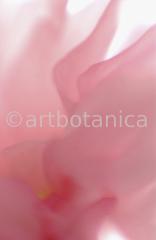 Zierkirsche-Prunus-serrulata-12