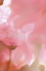 Zierkirsche-Prunus-serrulata-2