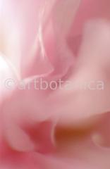 Zierkirsche-Prunus-serrulata-13