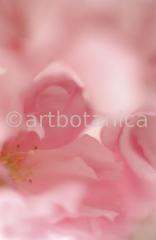 Zierkirsche-Prunus-serrulata-7