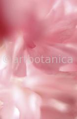 Zierkirsche-Prunus-serrulata-6