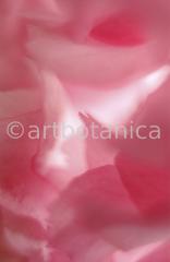 Zierkirsche-Prunus-serrulata-9