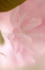 Zierkirsche-Prunus-serrulata-4