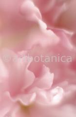 Zierkirsche-Prunus-serrulata-5