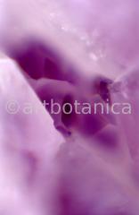 Edelsteine-Amethyst-9