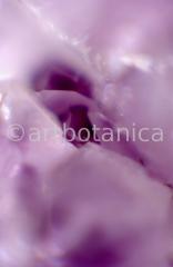 Edelsteine-Amethyst-8