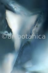 Edelsteine-Chrysokoll-9