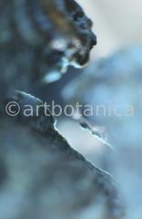 Edelsteine-Chrysokoll-7