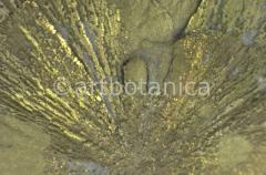 Edelsteine-Pyritsonne-2