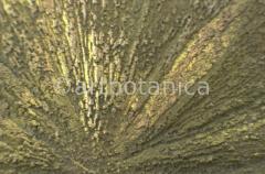 Edelsteine-Pyritsonne-5