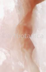 Edelsteine-Rosenquarz-6