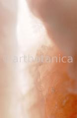 Edelsteine-Rosenquarz-13