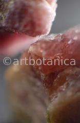 Edelsteine-Rubellit-6