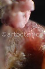 Edelsteine-Rubellit-4