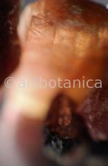 Edelsteine-Rubellit-2