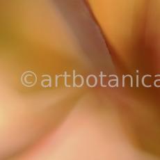 erotische-Pflanzenfotografie-3