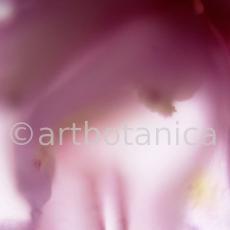 erotische-Pflanzenfotografie-23