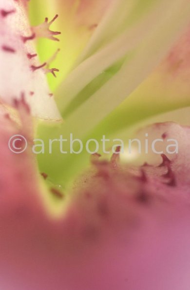 erotische-Pflanzenfotografie-35