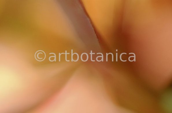 erotische-Pflanzenfotografie-3
