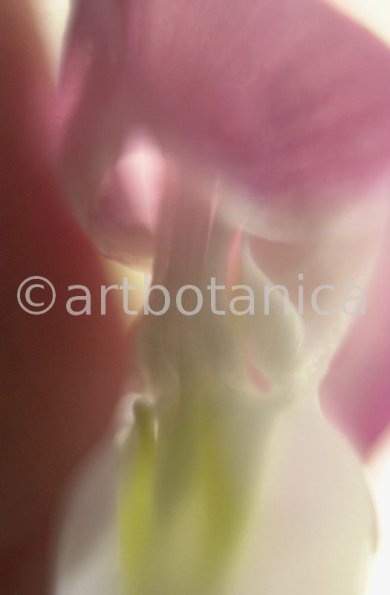 erotische-Pflanzenfotografie-25