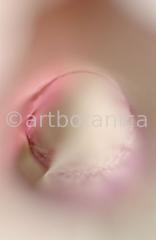 erotic plant photographies