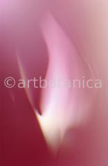 erotische-Pflanzenfotografie-9