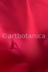 erotic plant photographies