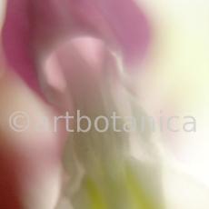 erotische-Pflanzenfotografie-8