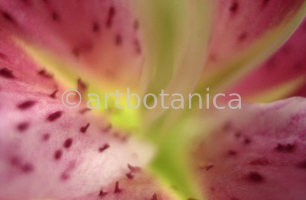 erotische-Pflanzenfotografie-39