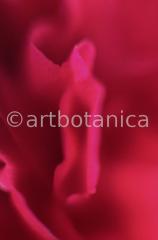 erotische-Pflanzenfotografie-6