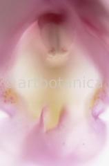 erotische-Pflanzenfotografie-45