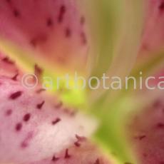 erotische-Pflanzenfotografie-39