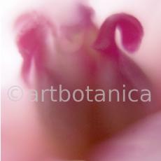 erotische-Pflanzenfotografie-20