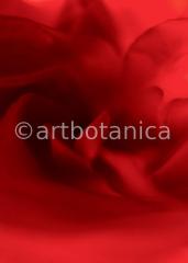 erotic plant photographies