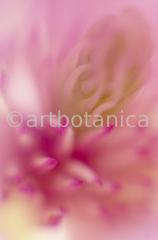 erotische-Pflanzenfotografie-46