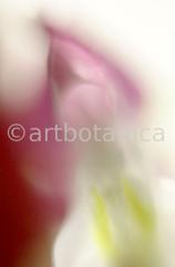 erotische-Pflanzenfotografie-49